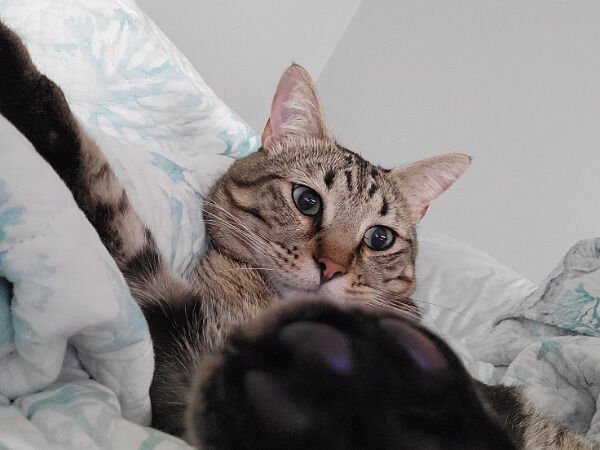 Hilarious Cats (30 pics)