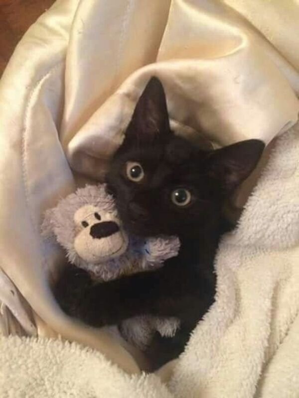Hilarious Cats (30 pics)