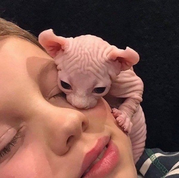 Hilarious Cats (30 pics)