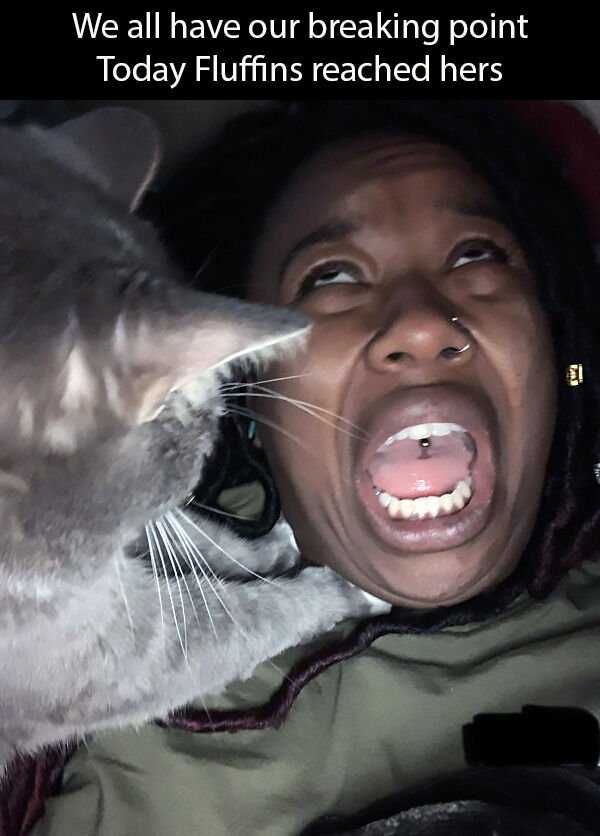 Hilarious Cats (30 pics)