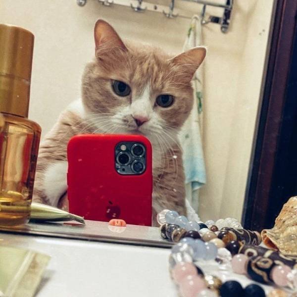 Hilarious Cats (30 pics)