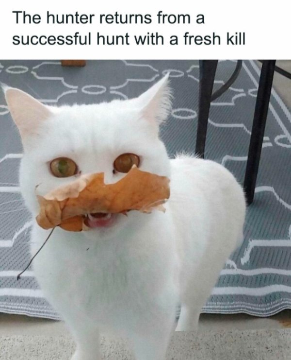 Hilarious Cats (30 pics)