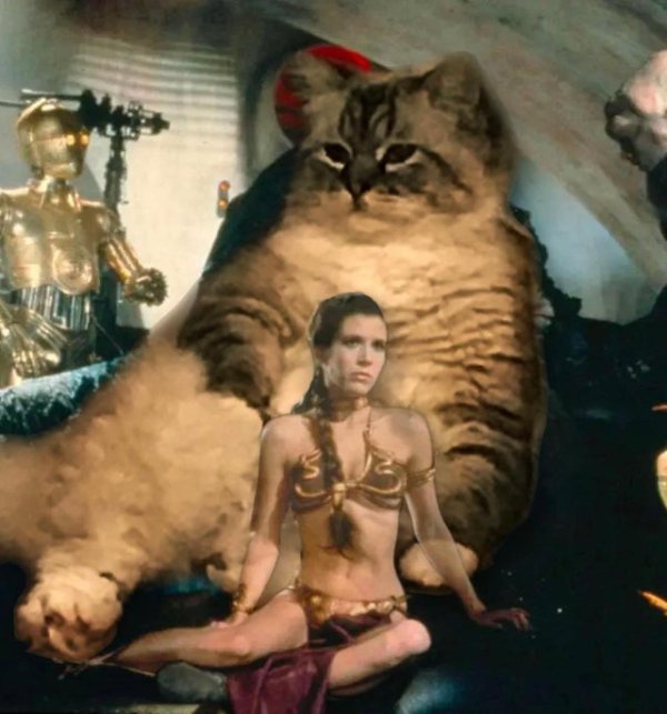 Hilarious Cats (30 pics)