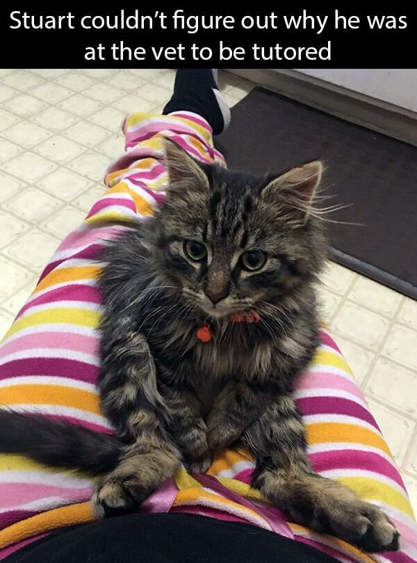 Hilarious Cats (30 pics)
