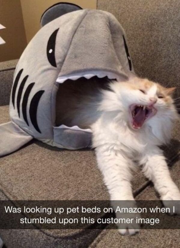 Hilarious Cats (30 pics)