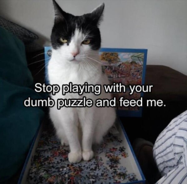 Hilarious Cats (30 pics)