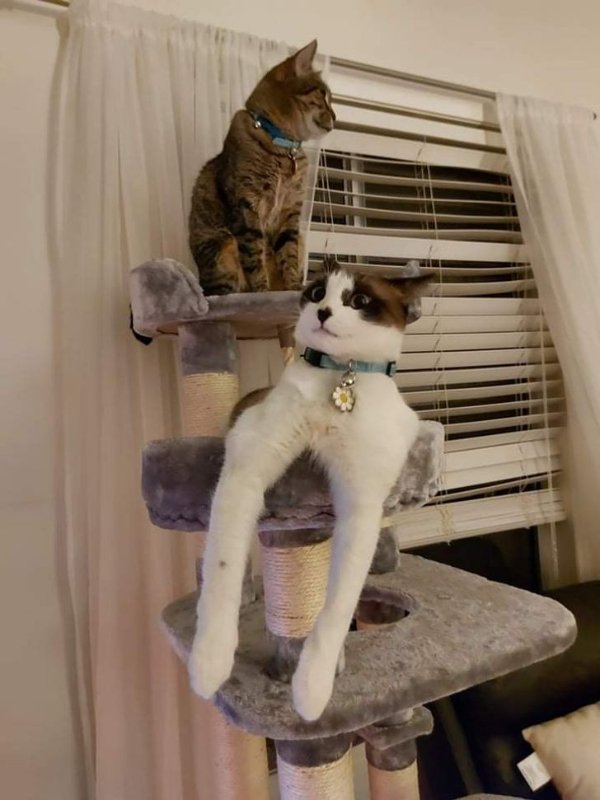 Hilarious Cats (30 pics)