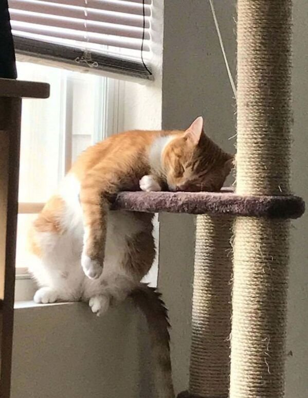 Hilarious Cats (30 pics)