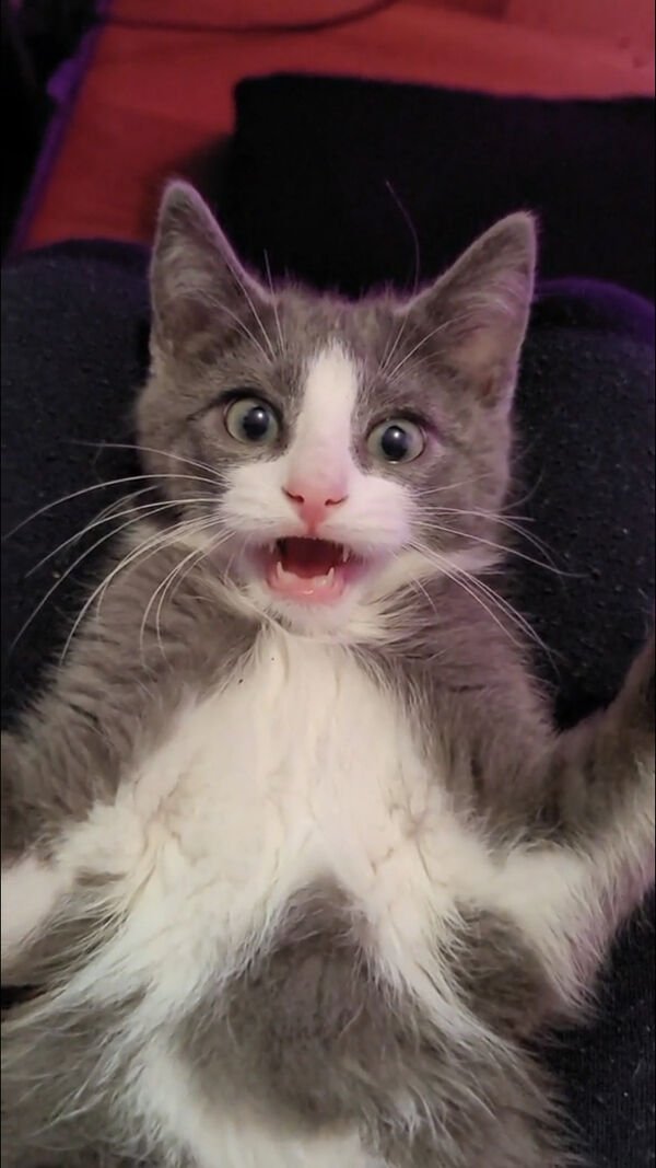Hilarious Cats (30 pics)
