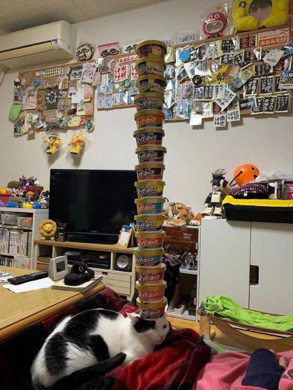 Hilarious Cats (30 pics)