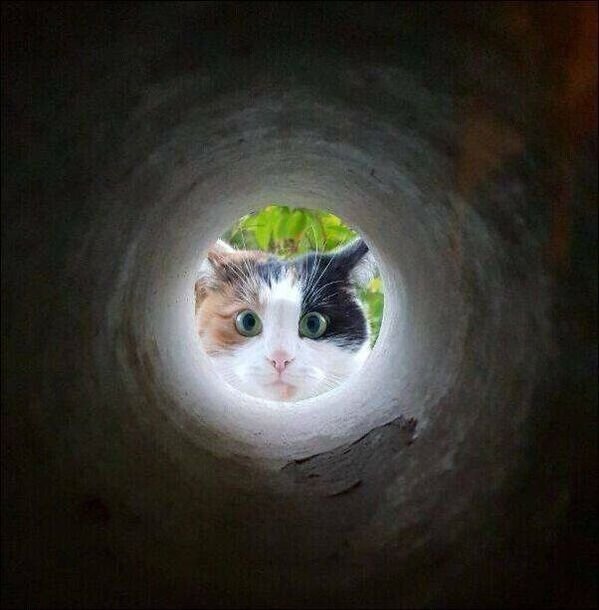 Hilarious Cats (30 pics)