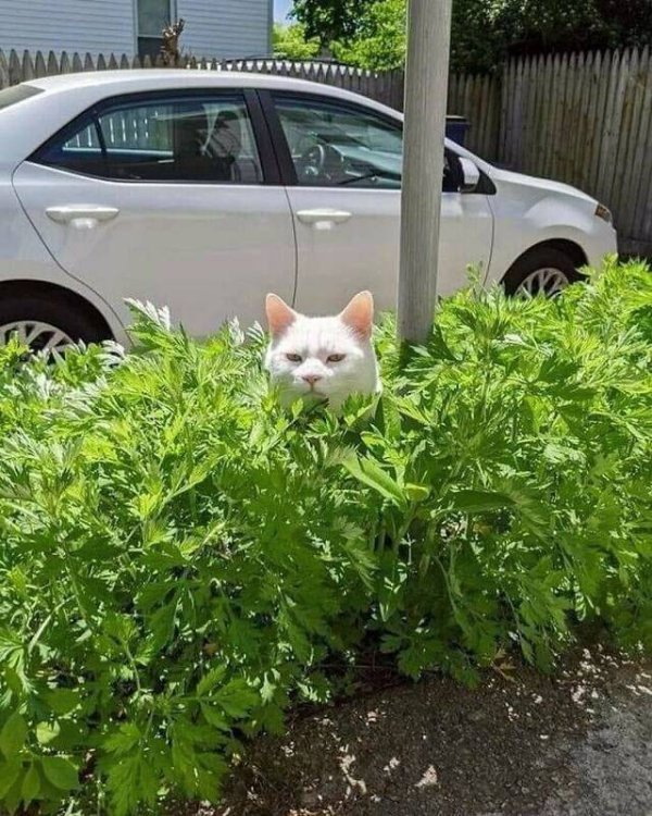 Hilarious Cats (30 pics)