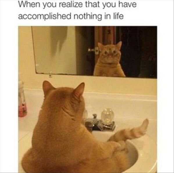 Hilarious Cats (30 pics)
