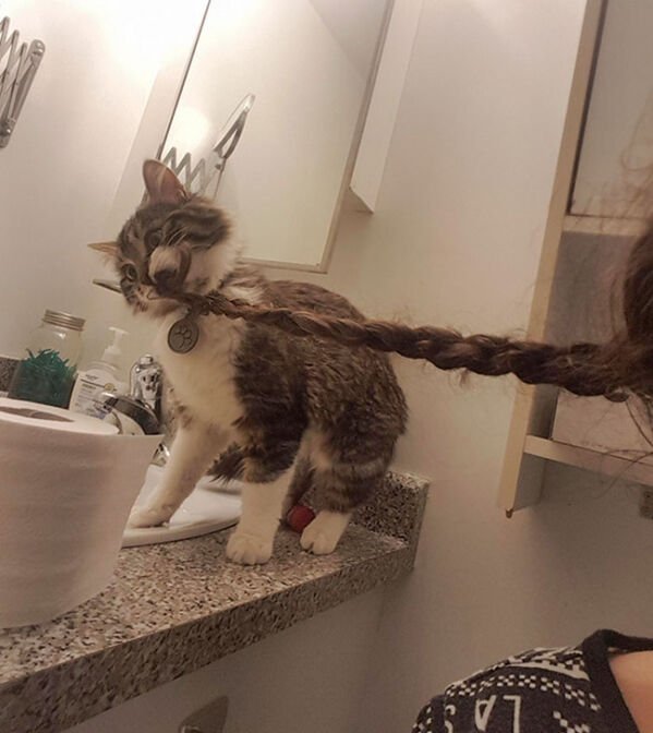 Hilarious Cats (30 pics)
