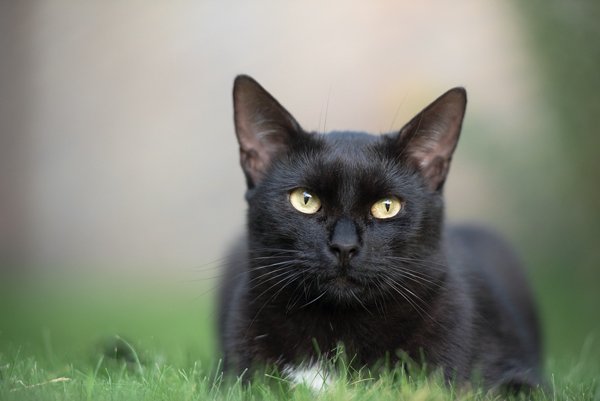 Black Cat Facts (10 pics)