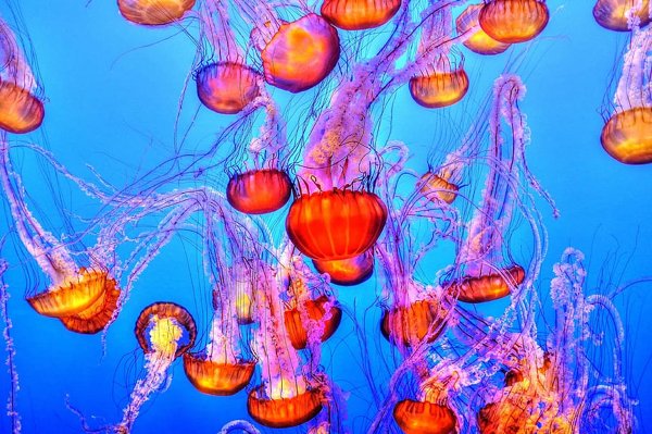 Jellyfish Facts (15 pics)