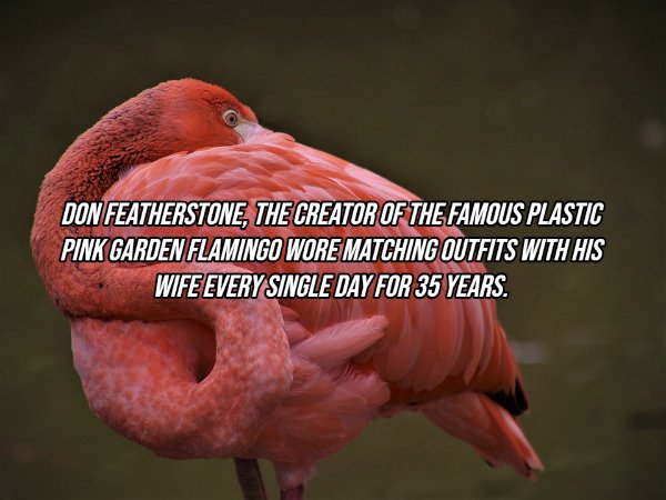 Interesting Facts (18 pics)