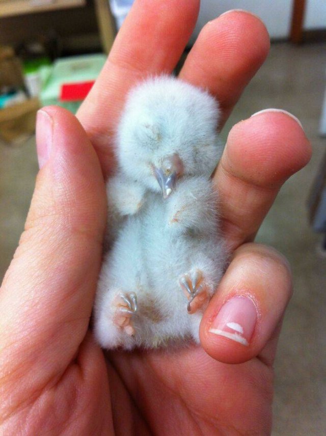 Baby Animal Photos (50 pics)