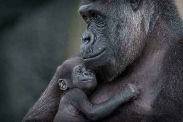 Baby Animal Photos (50 pics) Baby Animal Photos (50 pics)