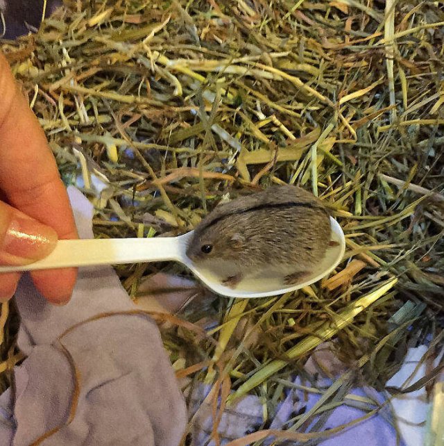 Baby Animal Photos (50 pics)