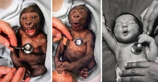 Baby Animal Photos (50 pics) Baby Animal Photos (50 pics)