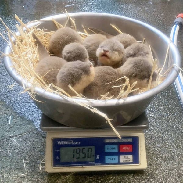 Baby Animal Photos (50 pics)