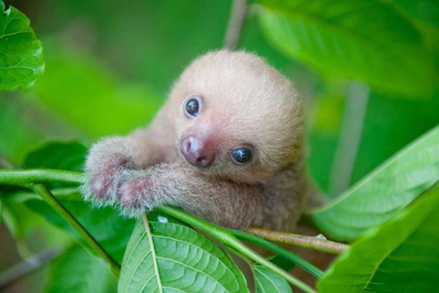Baby Animal Photos (50 pics) Baby Animal Photos (50 pics)