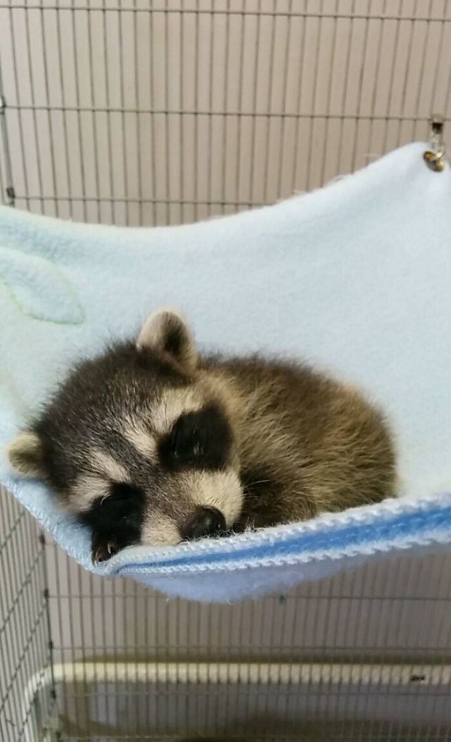 Baby Animal Photos (50 pics) Baby Animal Photos (50 pics)