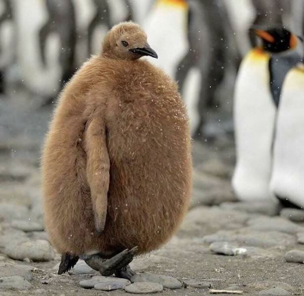 Baby Animal Photos (50 pics) Baby Animal Photos (50 pics)