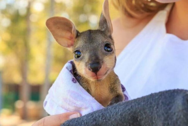 Baby Animal Photos (50 pics)