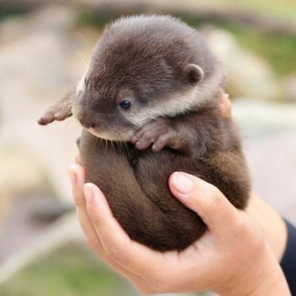 Baby Animal Photos (50 pics) Baby Animal Photos (50 pics)
