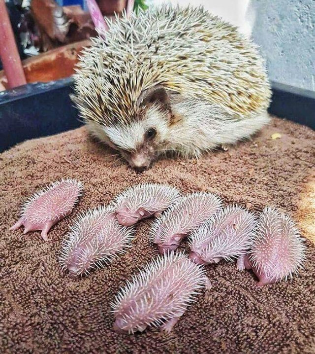 Baby Animal Photos (50 pics)