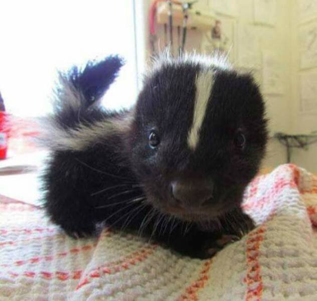 Baby Animal Photos (50 pics)
