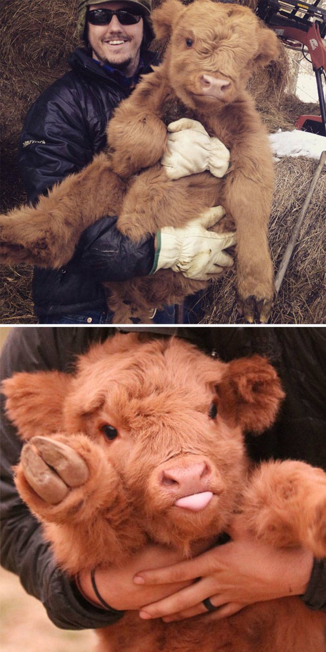 Baby Animal Photos (50 pics)