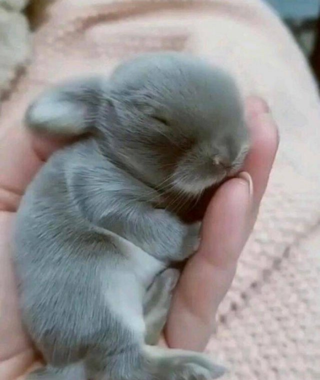 Baby Animal Photos (50 pics)