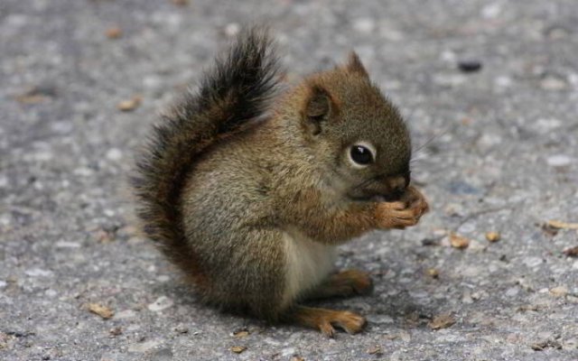 Baby Animal Photos (50 pics)