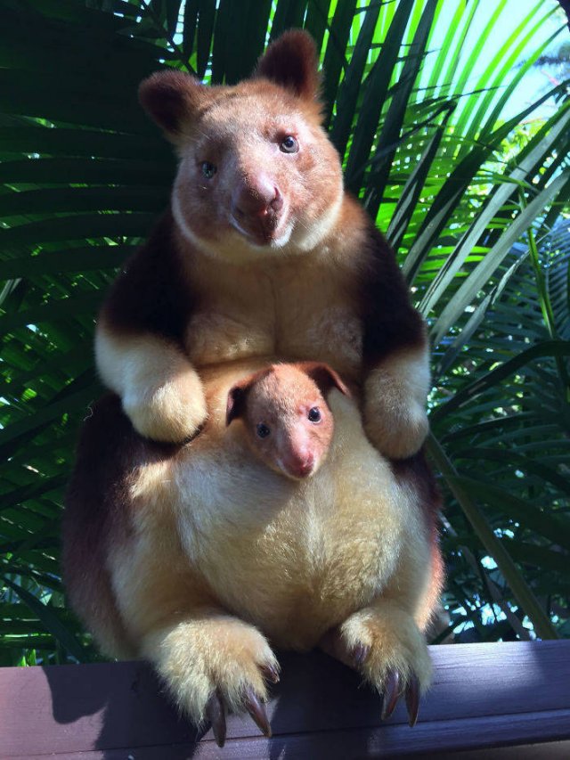 Baby Animal Photos (50 pics) Baby Animal Photos (50 pics)