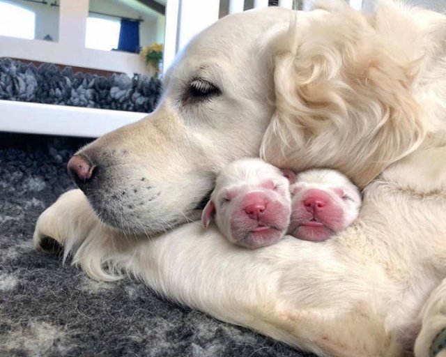 Baby Animal Photos (50 pics)