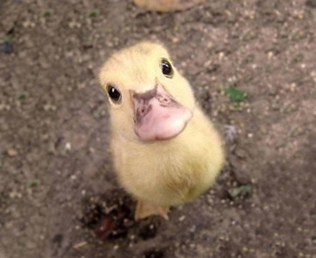 Baby Animal Photos (50 pics)