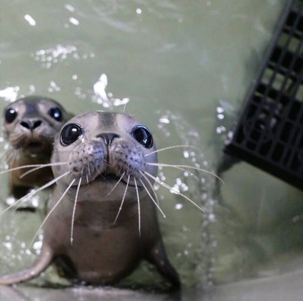 Baby Animal Photos (50 pics) Baby Animal Photos (50 pics)