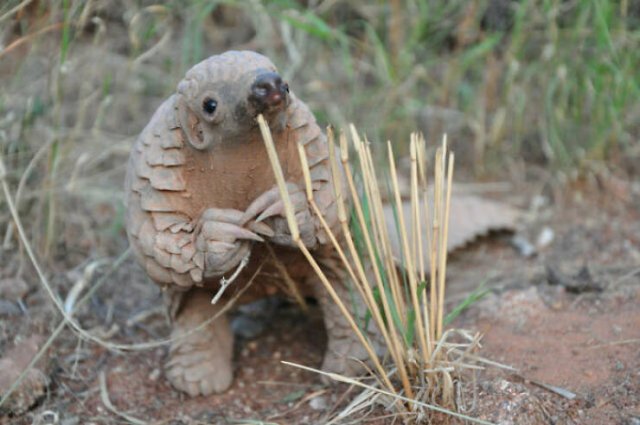 Baby Animal Photos (50 pics) Baby Animal Photos (50 pics)