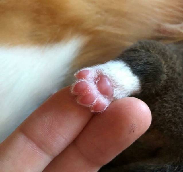 Baby Animal Photos (50 pics) Baby Animal Photos (50 pics)