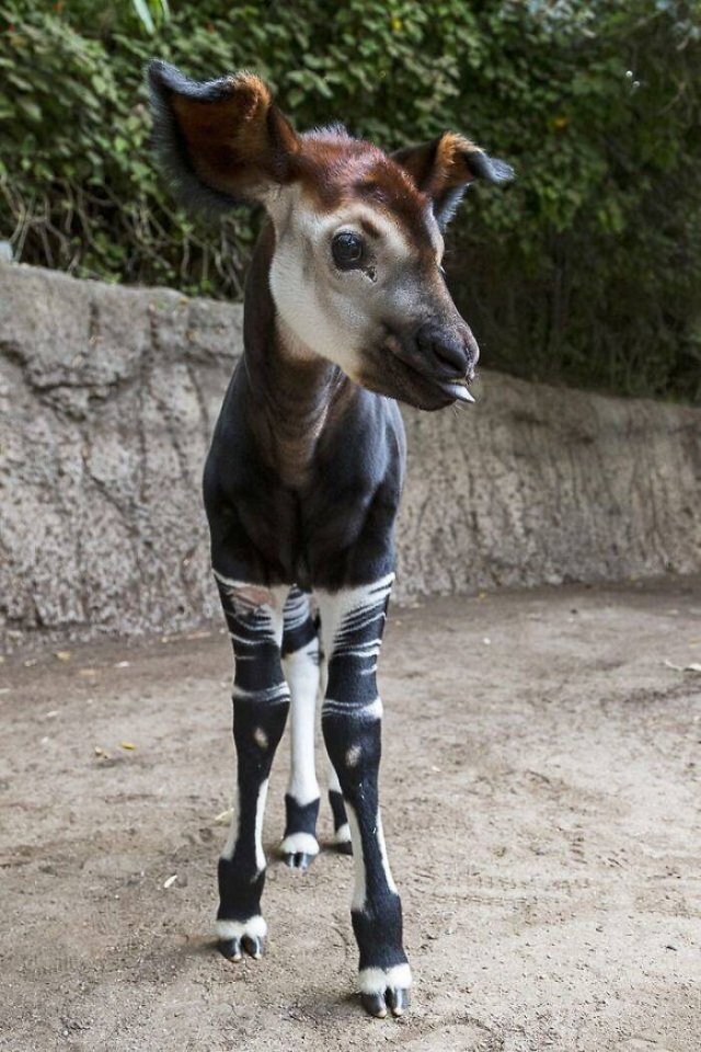 Baby Animal Photos (50 pics) Baby Animal Photos (50 pics)