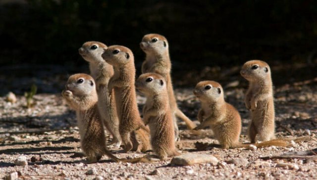 Baby Animal Photos (50 pics)