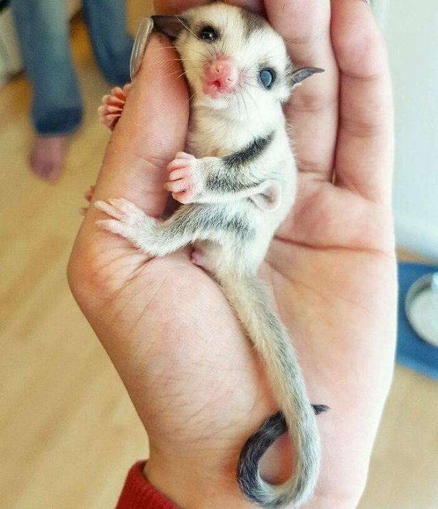 Baby Animal Photos (50 pics)