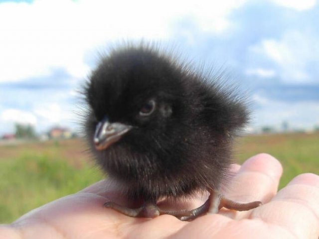 Baby Animal Photos (50 pics) Baby Animal Photos (50 pics)