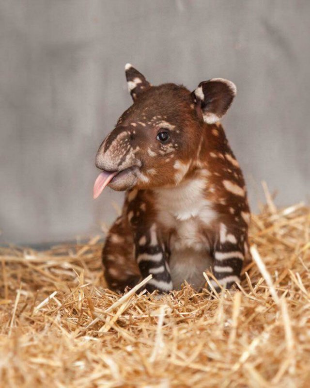 Baby Animal Photos (50 pics) Baby Animal Photos (50 pics)