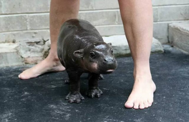 Baby Animal Photos (50 pics) Baby Animal Photos (50 pics)