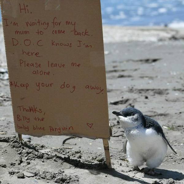 Baby Animal Photos (50 pics)