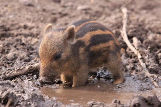 Baby Animal Photos (50 pics)